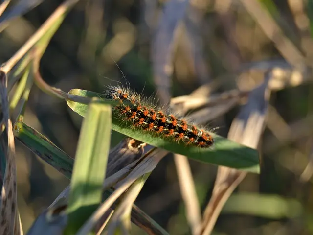 In the image we can see there is a caterpillar on the leaf and there are leaves on the plant....