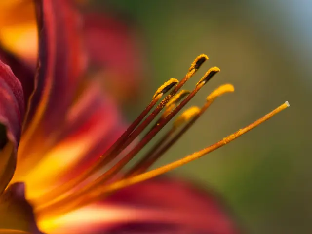 This picture contains flower and the pistil. This flower is in red and orange color. In the...