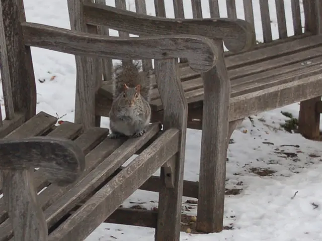In the image we can see two benches. In front bench there is a squirrel. In the background we can...