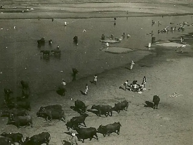 In this image I can see number of animals and number of people over here. I can also see this image...