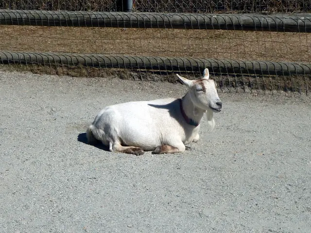 In this image we can see an animal on the ground, there is a fencing, and wooden poles.