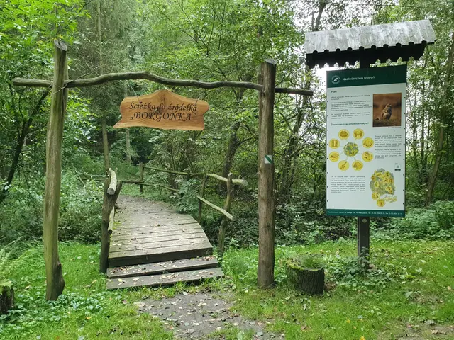 The image shows a wooden bridge in the middle of a lush green forest, with a board attached to two...