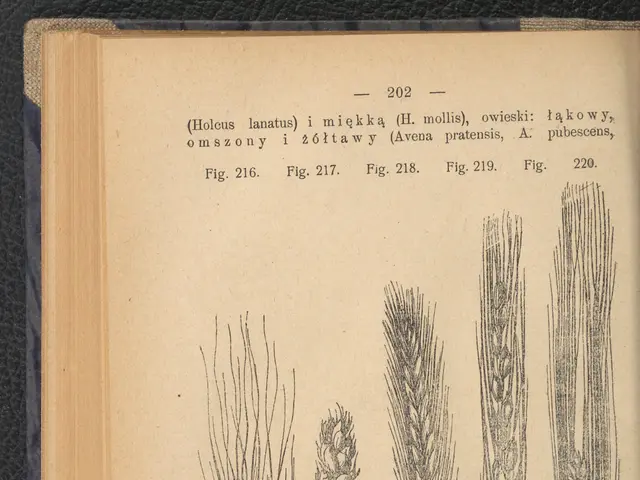 The image shows an open book with a drawing of wheat on it, placed on a black surface. The book...