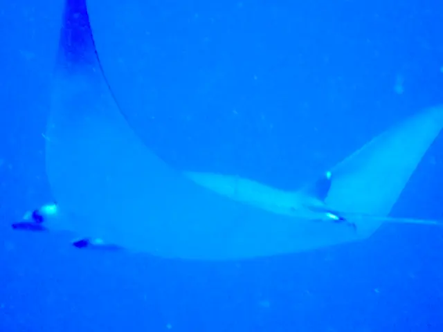 The image shows a majestic manta ray swimming gracefully through the crystal clear blue waters of...