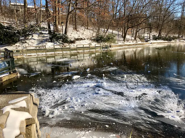 The image shows a small pond in the middle of a snowy park, surrounded by trees, plants, light...