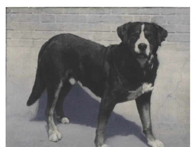 The image shows a black and white photo of a Greater Swiss Mountain dog standing in front of a...