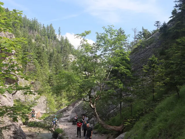 The image shows a group of people walking down a trail in the woods, surrounded by trees, hills,...