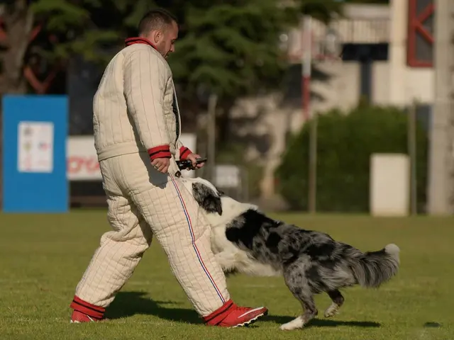 The image shows a man walking a dog on a leash in a park. The man is holding the leash in his hand...