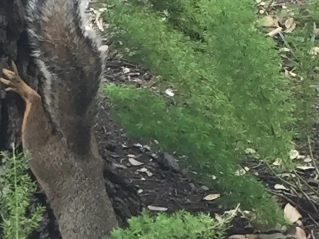 The image shows a squirrel climbing up the side of a tree, surrounded by plants and dried leaves on...