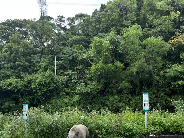The image shows a wild boar walking across a parking lot next to a forest. The boar is in the...
