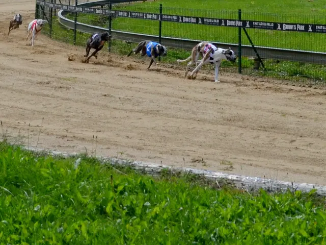 The image shows a group of greyhounds racing down a dirt track, surrounded by a fence with banners...