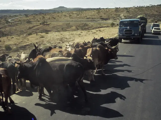 The image shows a herd of cattle walking down a road, with a land vehicle in the foreground. In the...