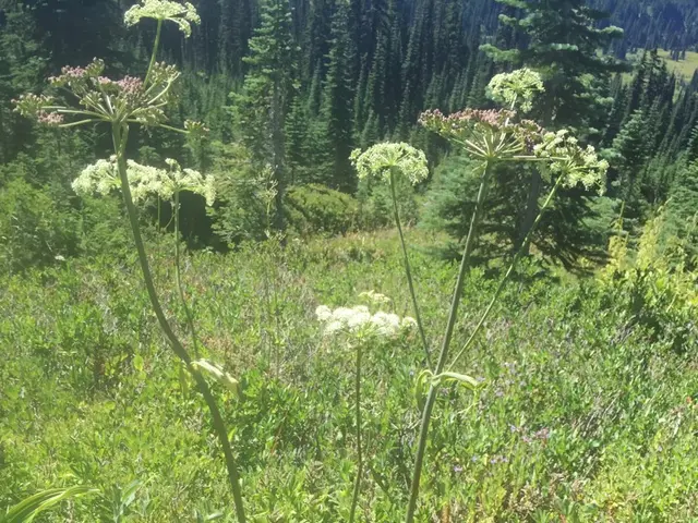 The image shows a field of wild garlic in the middle of a forest, with trees in the background and...