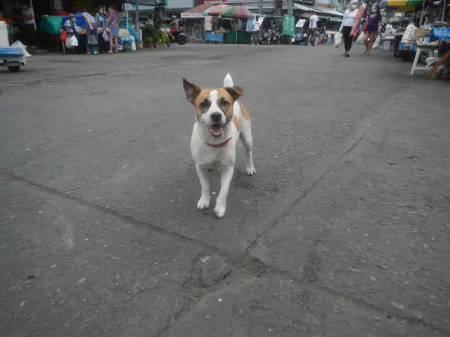 The image shows a dog walking down the street in front of a market, surrounded by a group of...