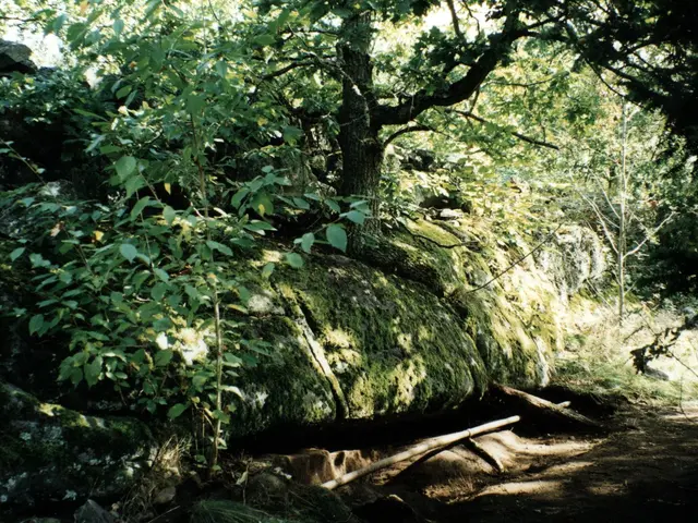 The image shows a large rock in the middle of a forest, surrounded by trees and plants. At the...