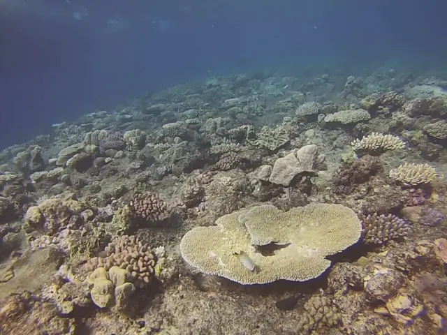 The image shows a vibrant coral reef in the Maldives, with a variety of colorful corals and fish...