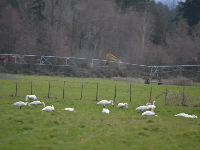 The image shows a flock of white swans walking across a lush green field, surrounded by a fence...