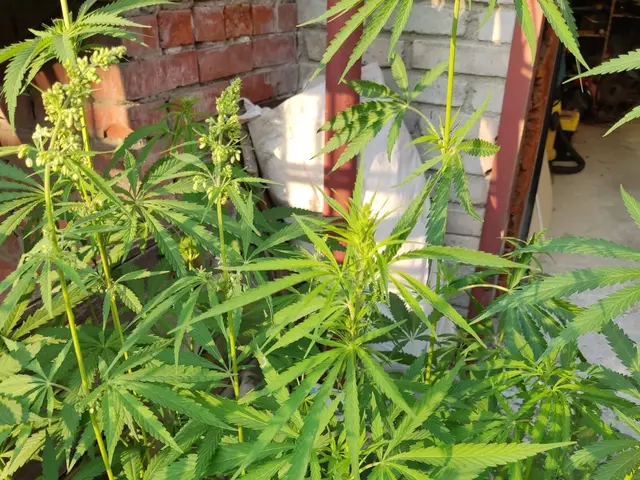 The image shows a cannabis plant growing in front of a brick building, with a few other plants in...