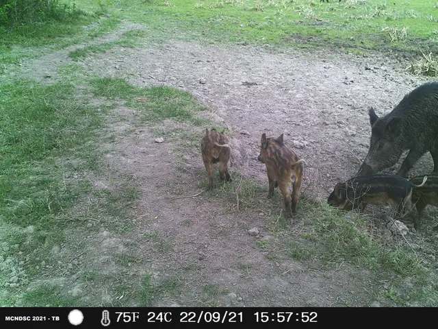 The image shows a group of wild boars walking down a dirt road surrounded by grass, plants, and...