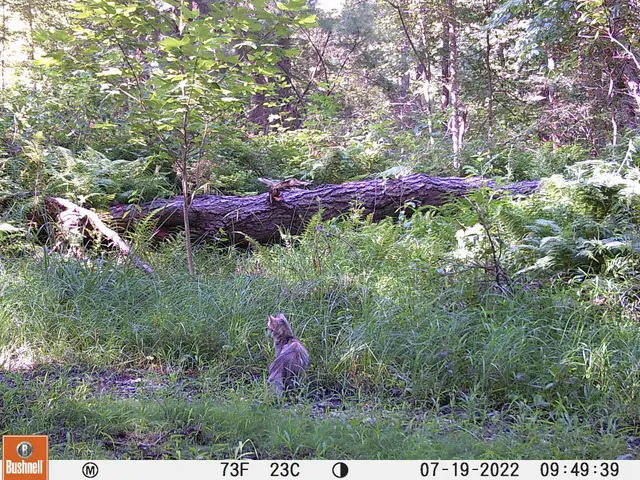 The image shows a cat sitting in the grass next to a fallen tree in the woods. The grass is lush...