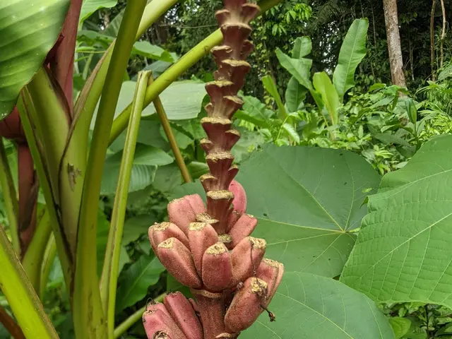 The image shows a close up of a banana tree with a bunch of bananas growing on it, surrounded by...