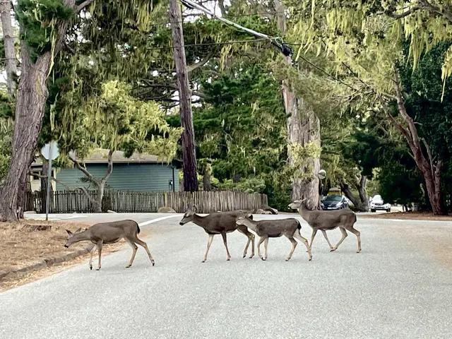 The image shows a herd of deer crossing the street in front of a house, with a car parked on the...