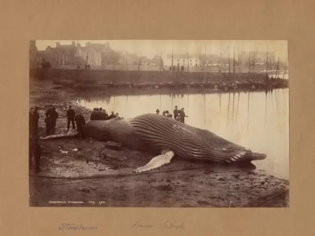 The image shows an old photo of a humpback whale lying on the beach, surrounded by a group of...