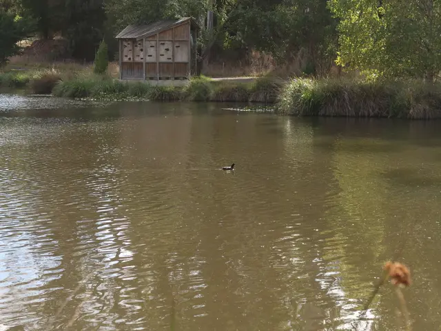 The image shows a pond with a duck swimming in it, surrounded by lush green grass and tall trees....
