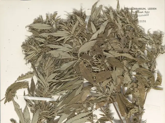 The image shows a bunch of dried cannabis leaves on a white surface, with text and a barcode at the...