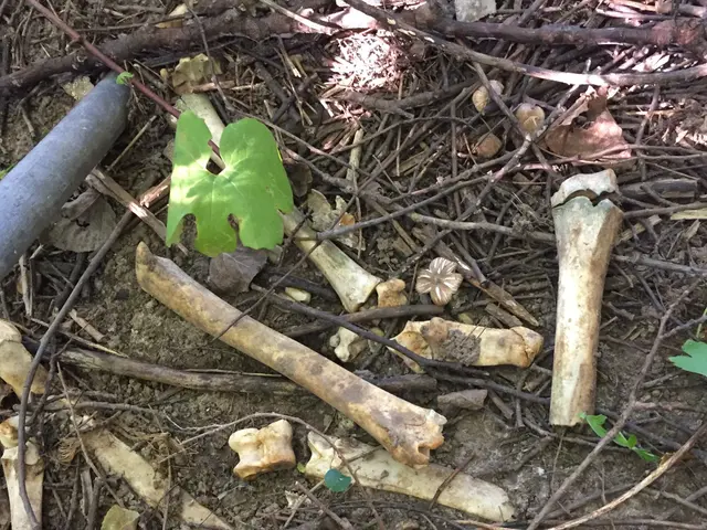 The image shows a pile of bones, twigs, leaves, and other objects on the ground, as well as a pipe,...