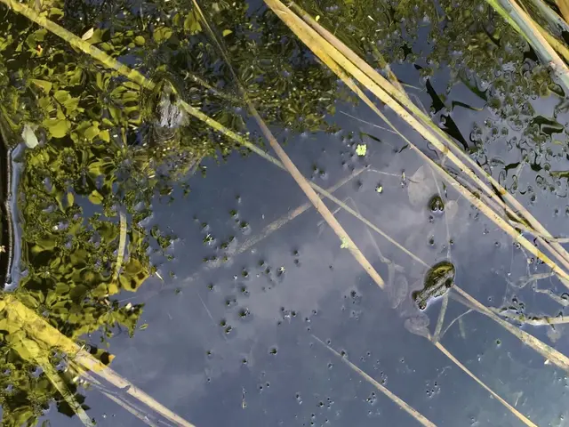 The image shows a pond filled with lots of water and reeds, and in the center of the pond there are...