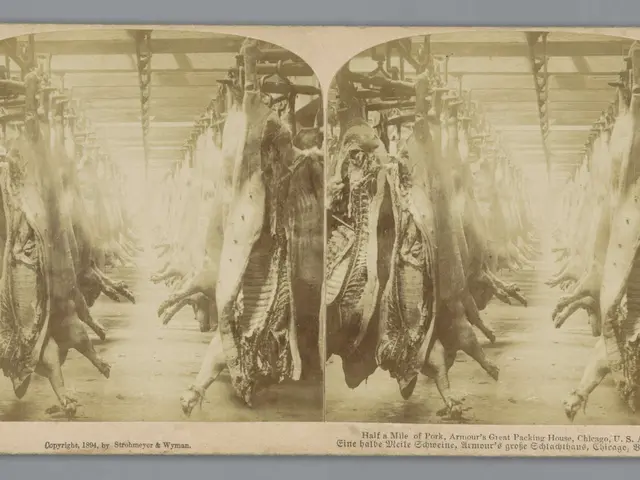 The image shows an old black and white photo of a group of animals hanging from the ceiling in a...