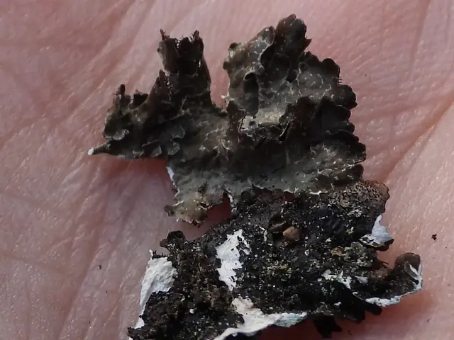 The image shows a close up of a person's hand with a piece of lichen on it. The lichen is black and...