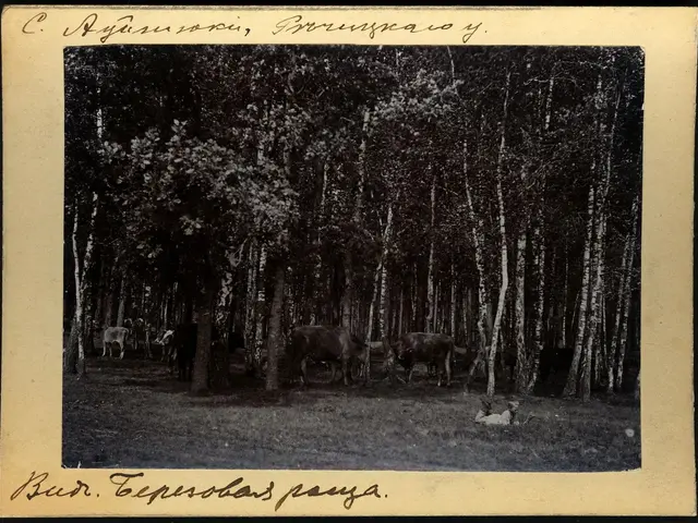 The image shows a black and white photo of a herd of cattle grazing in the woods, surrounded by...