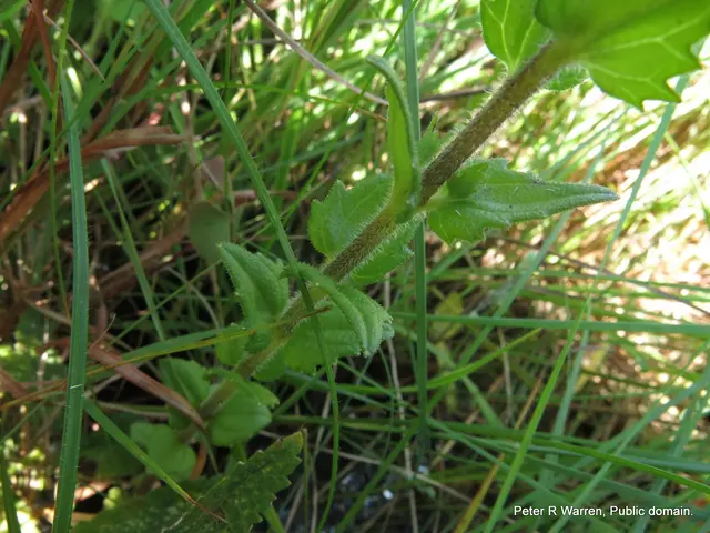 The image shows a close up of a plant with green leaves in the grass, identified as American...