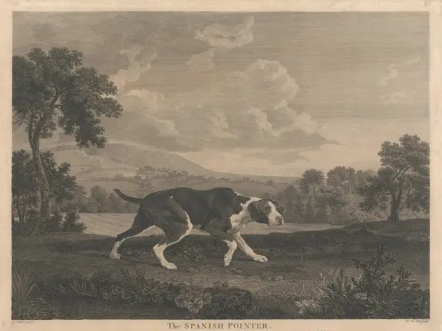 The image shows a Spanish Pointer, a breed of dog, running through a field with plants and trees in...