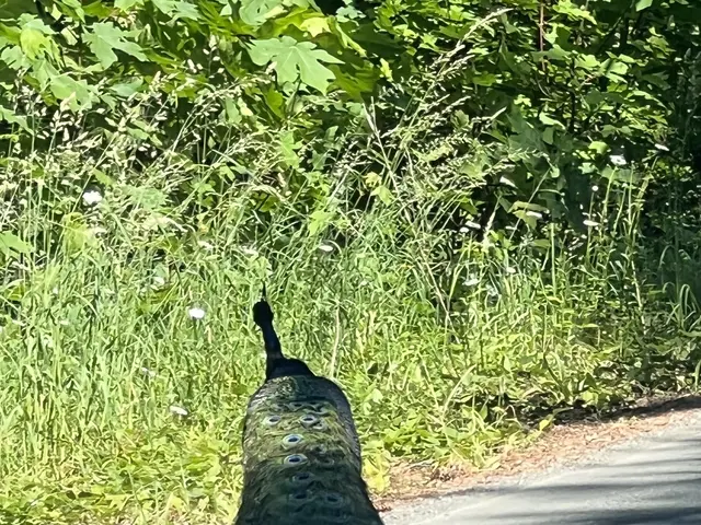 The image shows a peacock walking down the road with its feathers spread out, surrounded by plants...