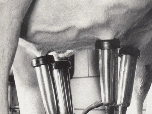 The image shows a black and white photo of a cow with a machine attached to its udder. The machine...