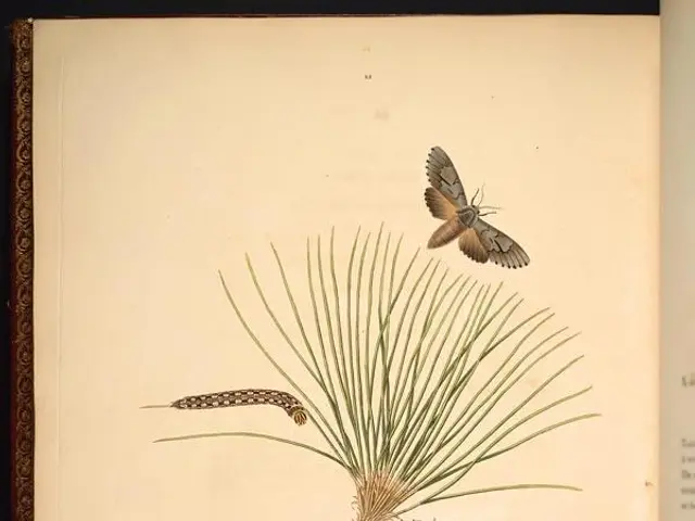 The image shows an open book with a drawing of a pine cone and a moth on it, surrounded by leaves...