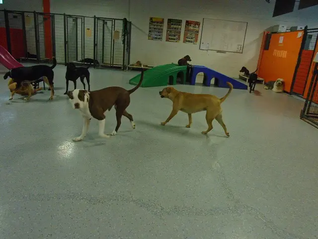In the image we can see there are dogs standing on the floor and there is a dog sitting on the...