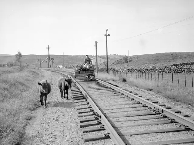 The image shows a black and white photo of two cows walking down the railroad tracks, with a person...