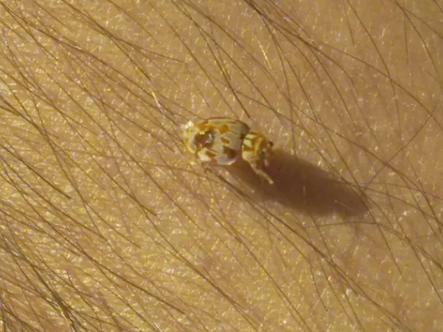 The image shows a small brown and white spider crawling on the skin of a person.