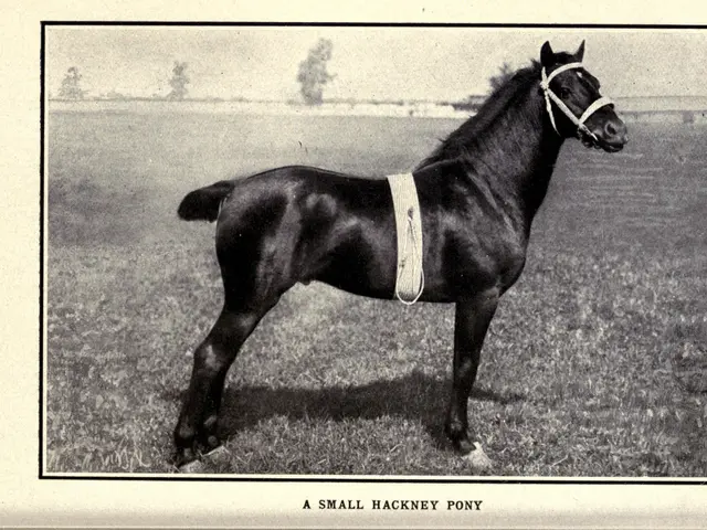 The image shows a black and white photo of a small hackney pony standing on the grass with trees in...