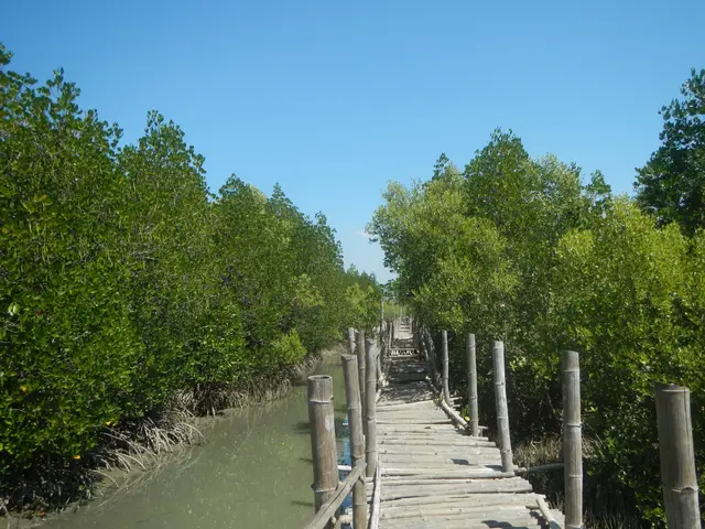 The image shows a wooden boardwalk winding through a mangrove forest, with the water lapping...