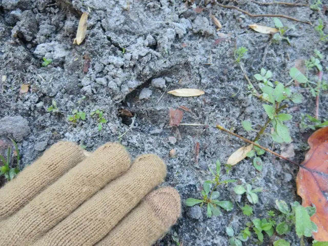 The image shows a pair of gloves sitting on top of a dirt ground, surrounded by small plants, dried...